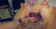 Abscess and secondary cellulitis in a Domestic shorthair cat caused by Staphylococcus spp and co-infected with FIV. Courtesy Boehringer-Ingelheim, Australia
