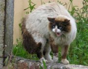 Typical aggression behaviour in a neutered male Birman cat