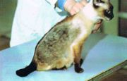 Unilateral, self-induced truncal alopecia in a Siamese cat due to permanent anxiety (Stereotypy)