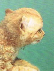 Domestic shorthair kitten with congenital hydrocephalus. Note the obvious domed skull