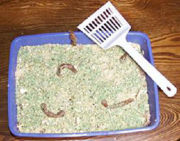 Inappropriate elimination in a cat, due commonly to poor weaning or insufficient number of kitty litter trays per household