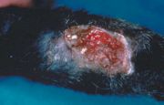 Close up of feline leprosy (Mycobacterium spp) in a Domestic shorthair cat
